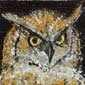 Great Horned Owl Head