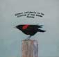 Red Winged Bird