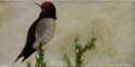 Anna's Hummingbird
