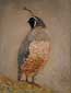 California Quail I