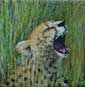 Cheetah Adolescent