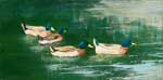 Mallards