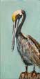 Brown Pelican