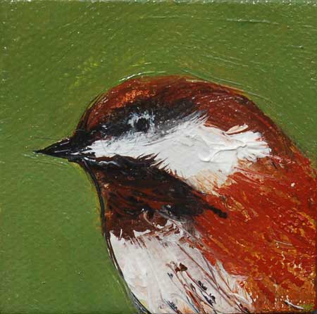 Chestnut Backed Chickadee Head