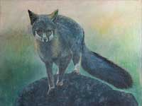 Gray Fox