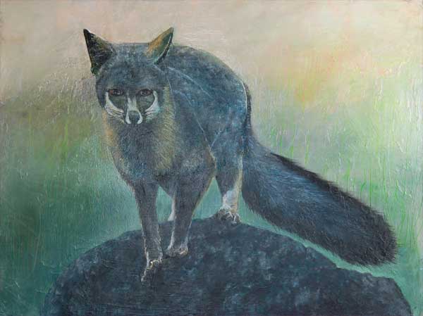 Gray Fox