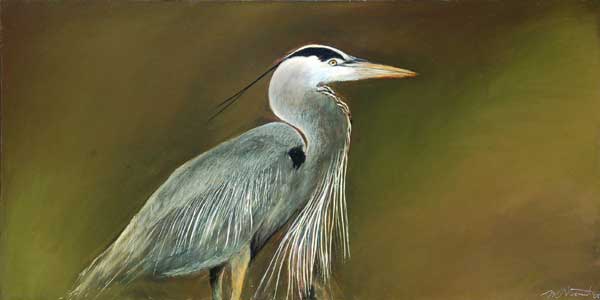 Great Blue Heron