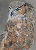 Great Horned Owl