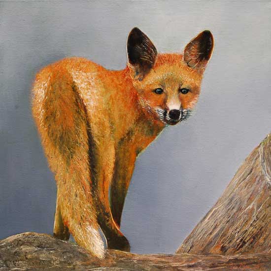 Kit Fox