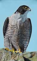 Peregrine Falcon