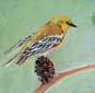 Pine Warbler