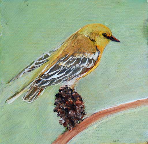 Pine Warbler