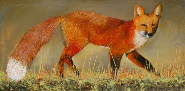 Red-Fox