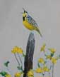 Western Meadowlark