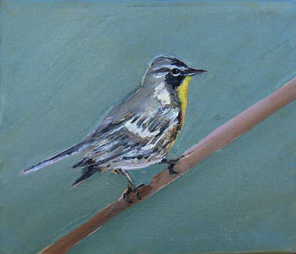 Yellow Throated Warbler