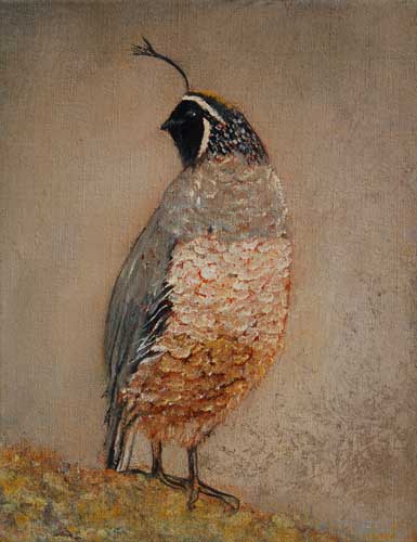 California Quail I