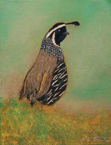 California Quail