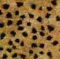 Cheetah Spots