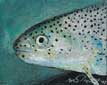 Cutthroat Trout