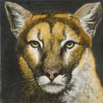 Mountain Lion (Head)