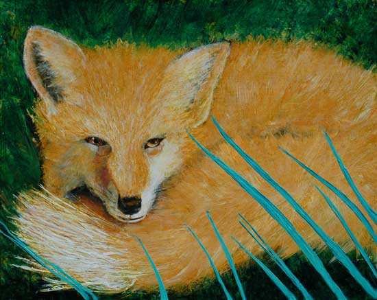 Red Fox