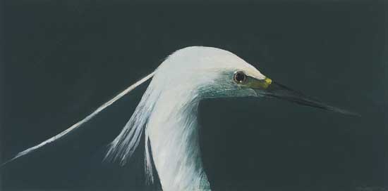 Snowy Egret