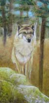 Timber Wolf